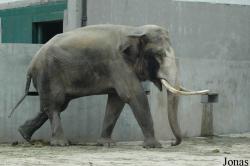 Chengdu Zoo