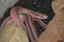 Oreocryptophis porphyracea coxi