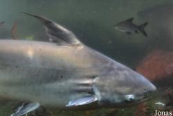 Pangasius pangasius