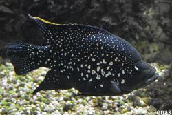 Paratilapia polleni