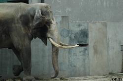 Chengdu Zoo