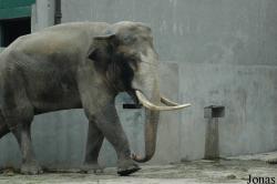 Chengdu Zoo