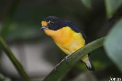 Euphonia violacea