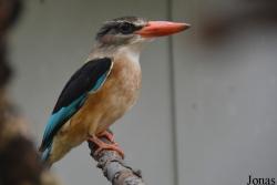 Halcyon albiventris