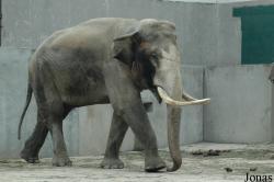 Chengdu Zoo