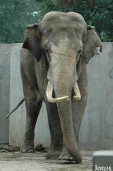 Chengdu Zoo