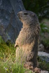 Parc Animalier de Sainte-Croix