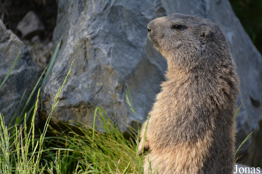 Parc Animalier de Sainte-Croix
