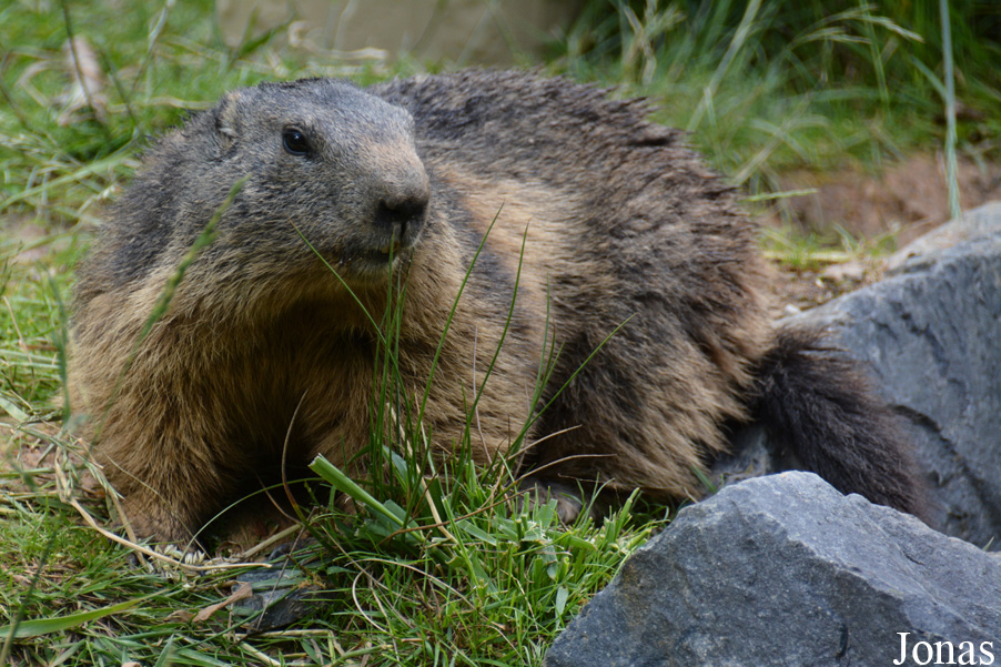 Parc Animalier de Sainte-Croix