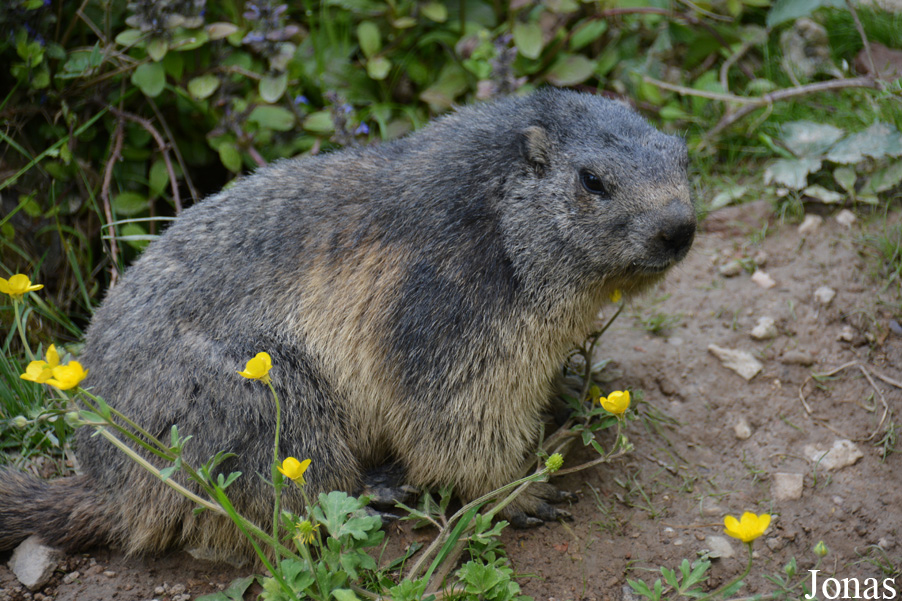 Parc Animalier de Sainte-Croix