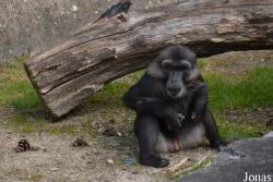 Macaca tonkeana