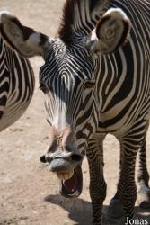 Parc Zoologique et Botanique de Mulhouse
