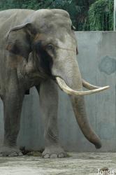 Chengdu Zoo