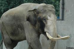 Chengdu Zoo