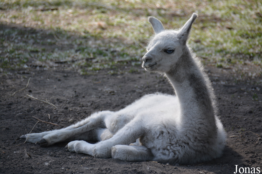 Zoo Győr