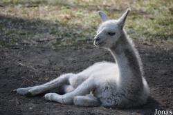 Zoo Győr