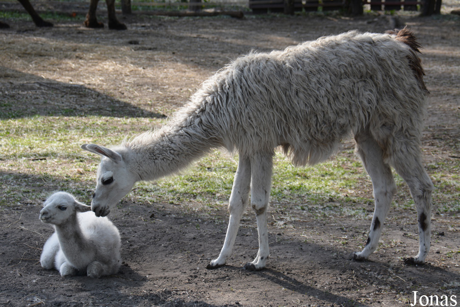 Zoo Győr