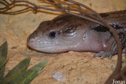 Tiliqua gigas keiensis