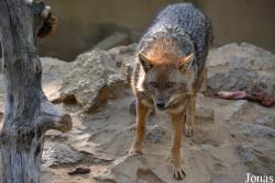 Zoo Pécs
