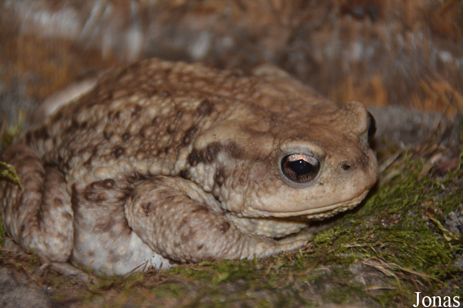 Zoo Palić