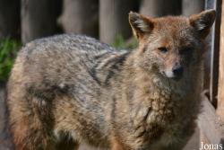 Zoo Palić