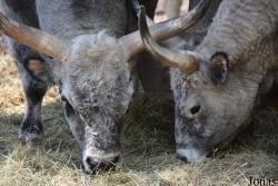 Zoo Palić