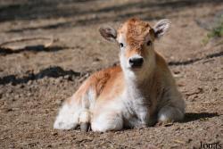 Zoo Palić