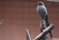 Lamprotornis unicolor