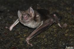 Desmodontinae