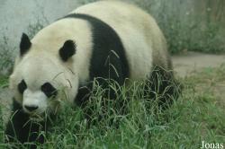 Chengdu Zoo