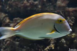 Muséum-Aquarium de Nancy