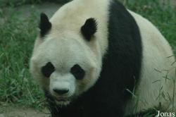 Chengdu Zoo