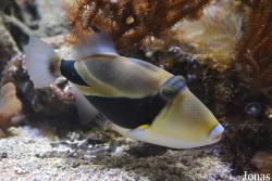 Muséum-Aquarium de Nancy