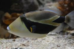 Muséum-Aquarium de Nancy