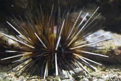 Echinothrix calamaris