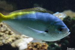 Caesionidae