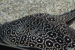 Potamotrygon sp. pearl