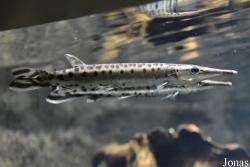 Boulengerella maculata