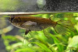 Pantodontidae