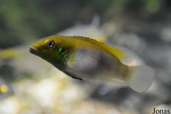 Pelvicachromis humilis