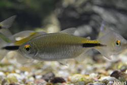 Brycinus longipinnis