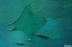 Manta alfredi