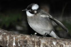 Pycnonotus sinensis