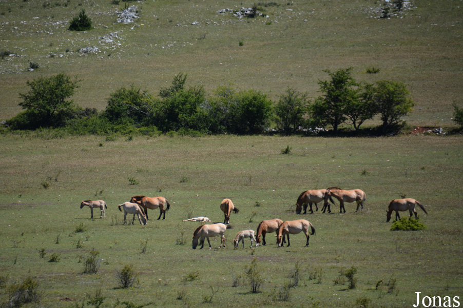Réserve des Chevaux Sauvages de Przewalski