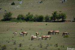 Réserve des Chevaux Sauvages de Przewalski