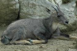 Chengdu Zoo