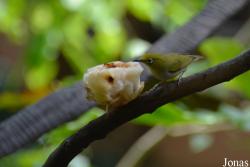 Zosterops japonicus simplex