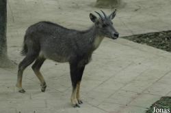 Chengdu Zoo