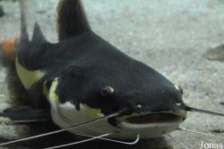 Aquarium de St-Jean-du-Gard