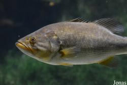 Centrarchidae